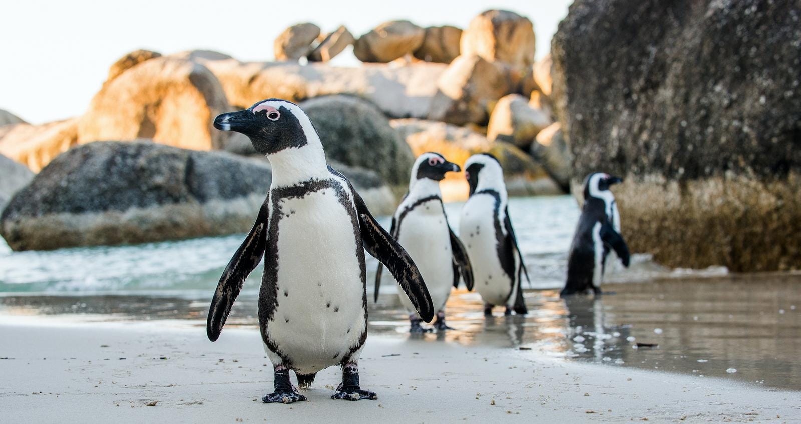 Vier Pinguine am Strand mit Felsen im Hintergrund, Szene aus Südafrika.