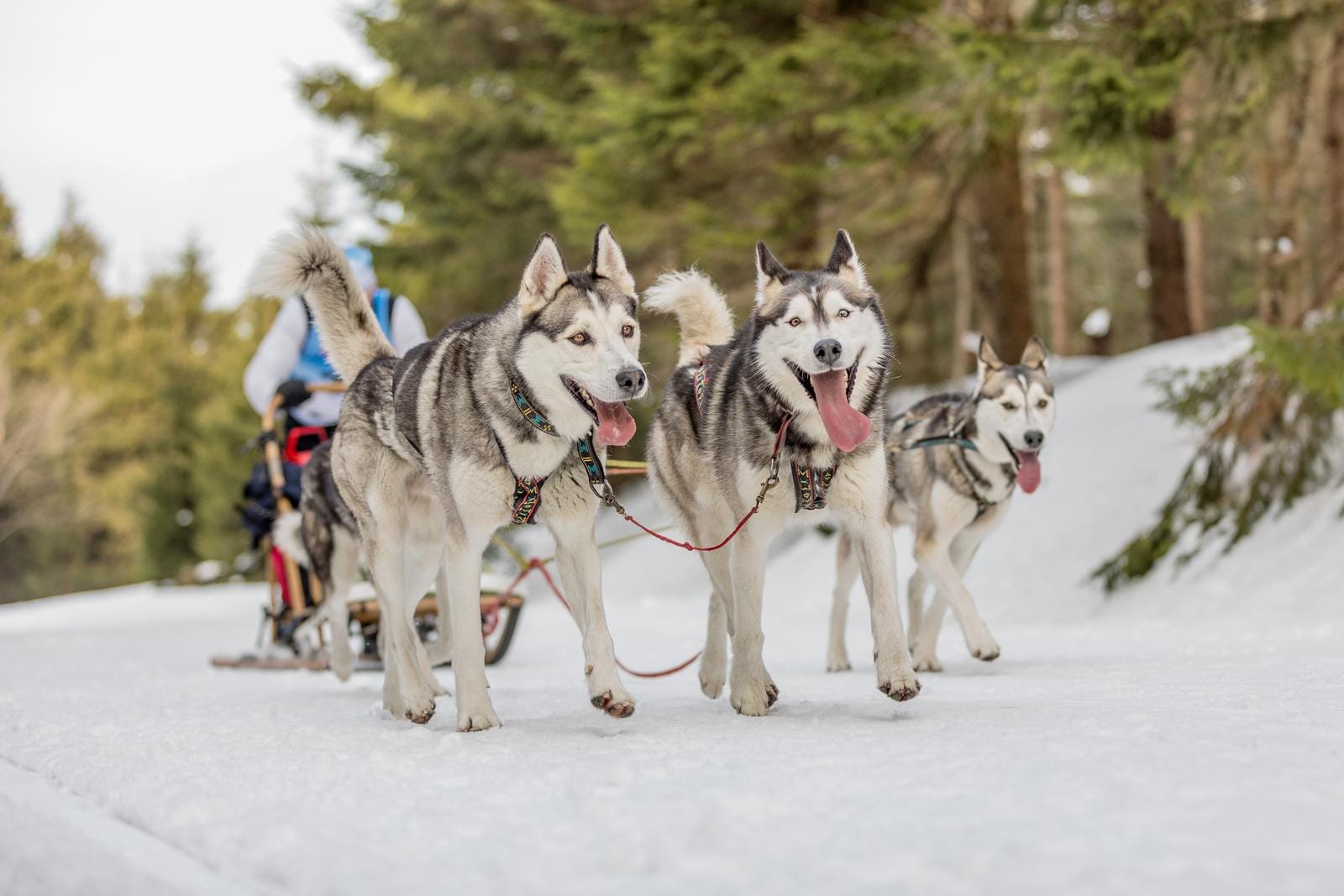 Schlittenhunde im verschneiten Wald; Huskys ziehen Schlitten durch winterliche Landschaft.