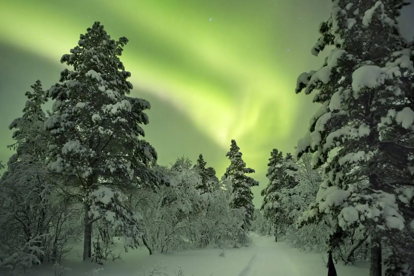 Verschneiter Wald in Lappland unter leuchtendem grünem Polarlicht.