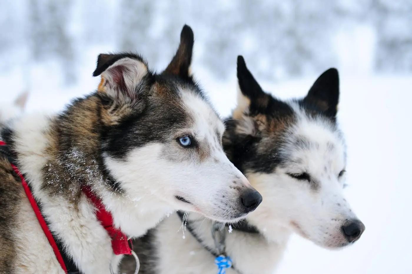 Zwei Huskys im Schnee, mit roten und blauen HalsbÀndern.