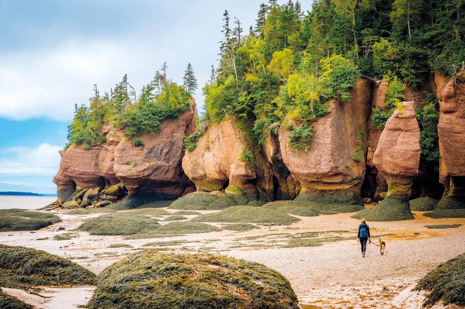 Felsige Küste und Wald in Kanada, Person mit Hund spaziert am Strand bei Ebbe.