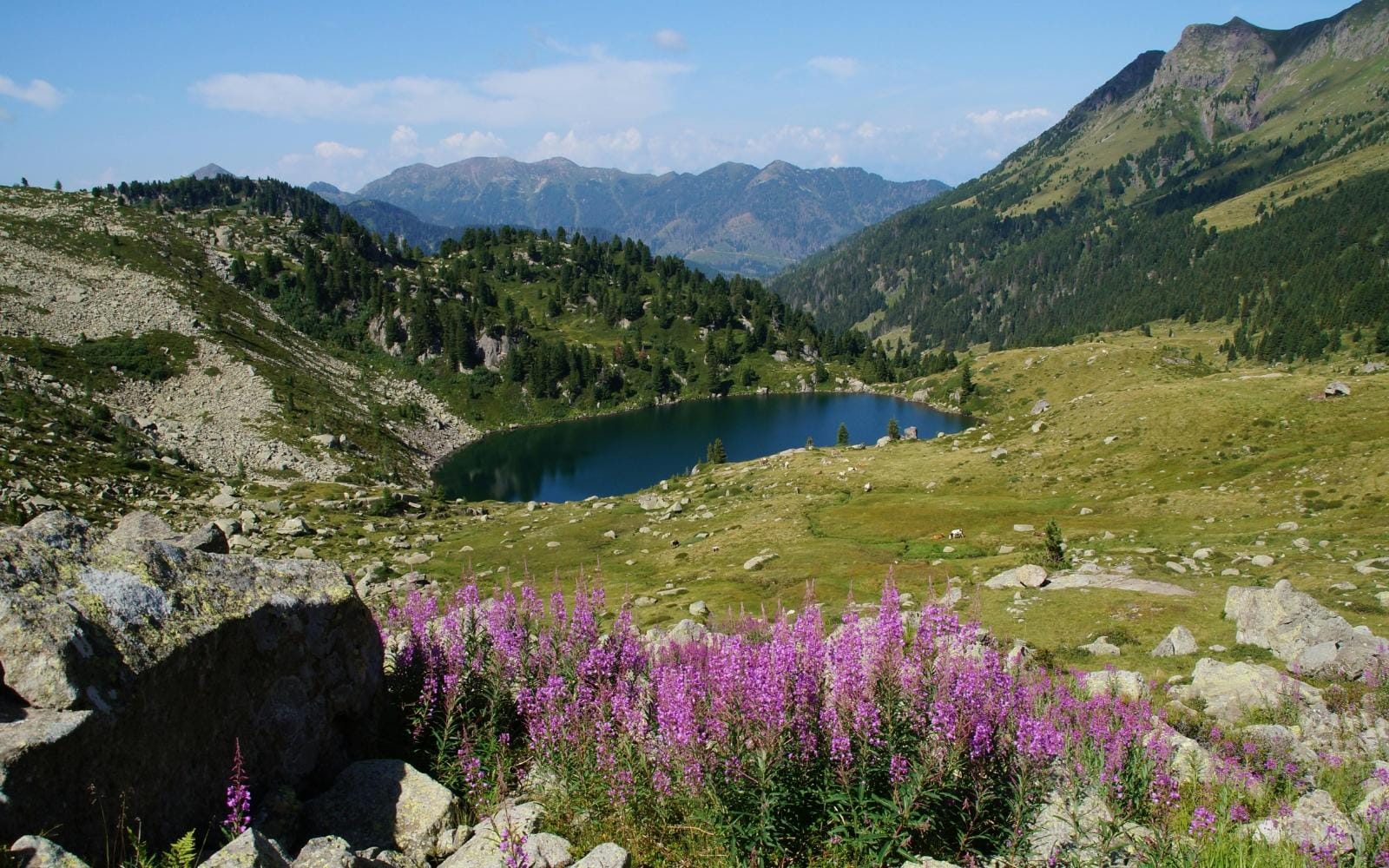 Alpenlandschaft mit Bergsee, grĂĽnen HĂĽgeln und violetten Blumen im Vordergrund.