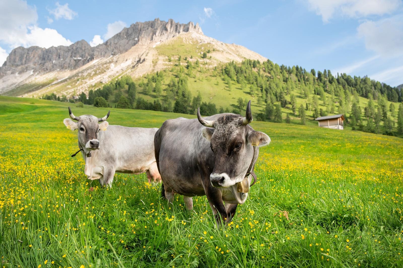 Grüne Almen mit Kühen vor den majestätischen Bergen