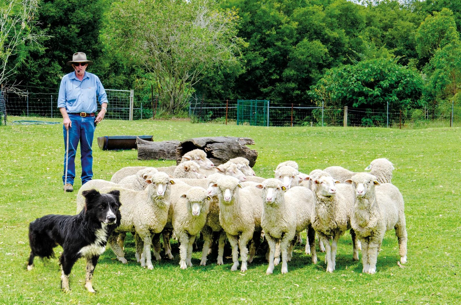 Ein Schäfer mit Hut und Hund hütet eine Schafherde auf einer grünen Wiese.