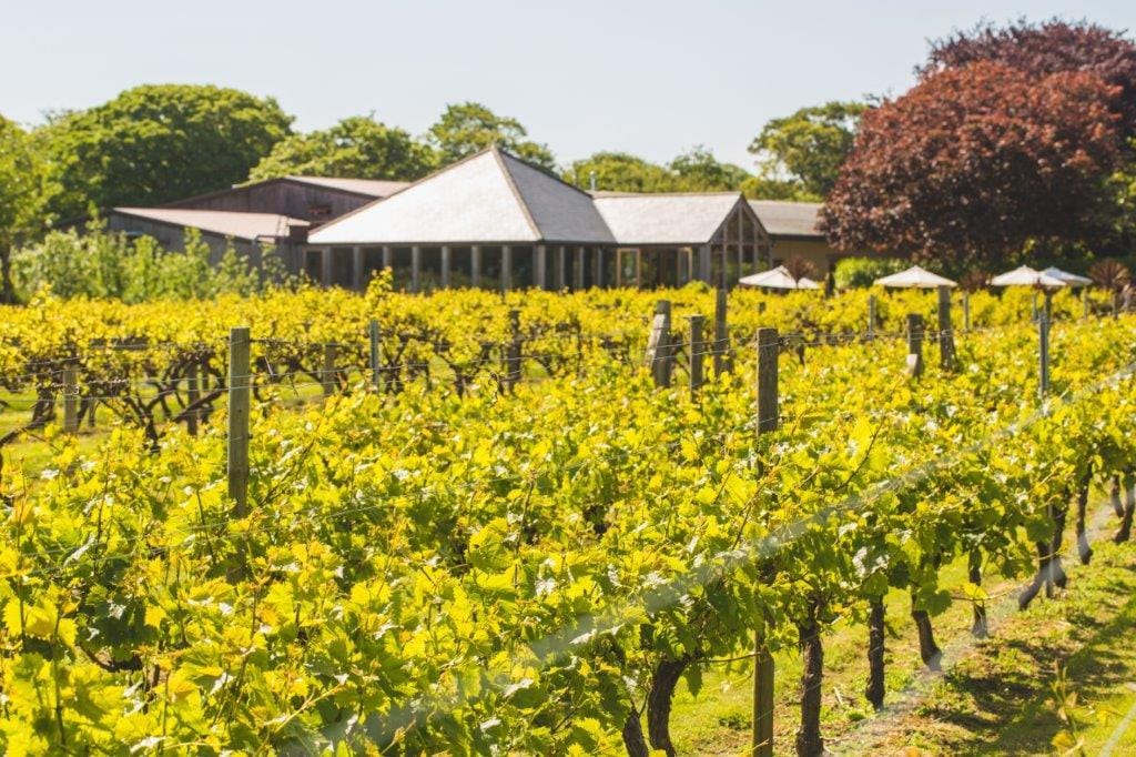 Weingut mit grünen Reben, umgeben von Bäumen und einem modernen Gebäude im Hintergrund.