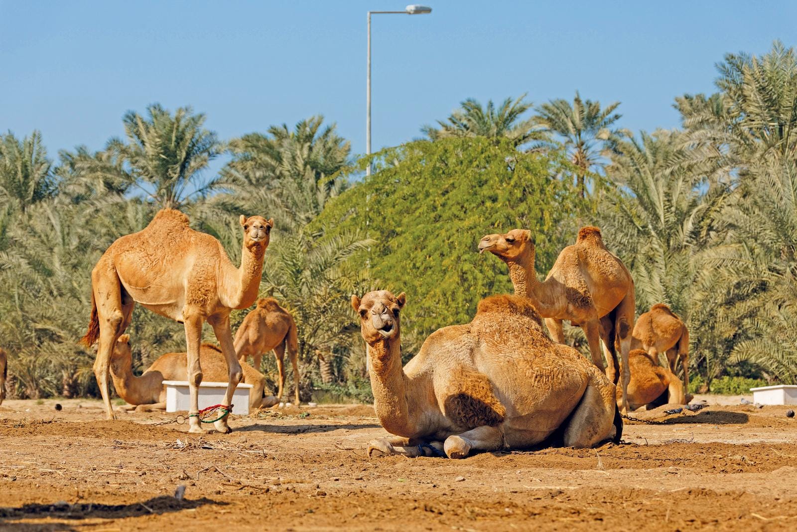 Kamele in einer Oase in der Wüste von Dubai, umgeben von Palmen und blauem Himmel.