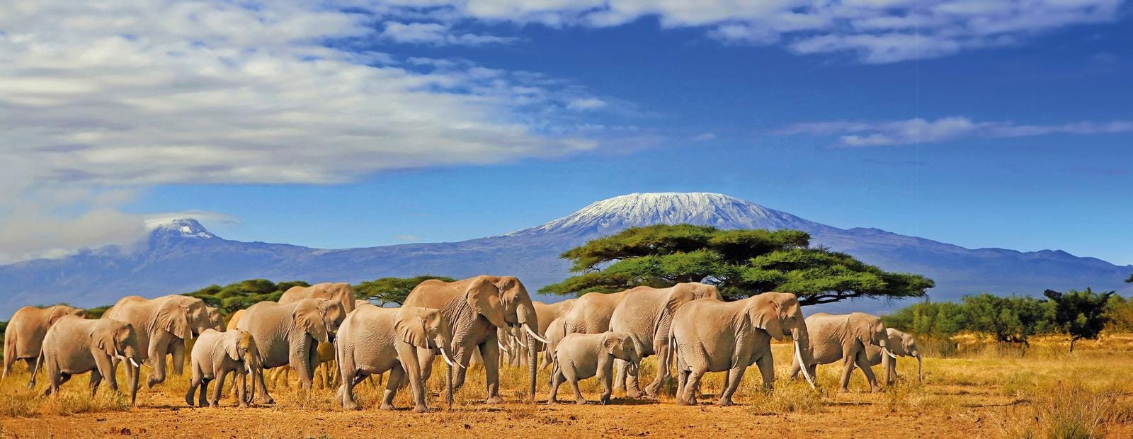 Elefantenherde wandert vor dem majestätischen Kilimandscharo in Tansania. Atemberaubend!