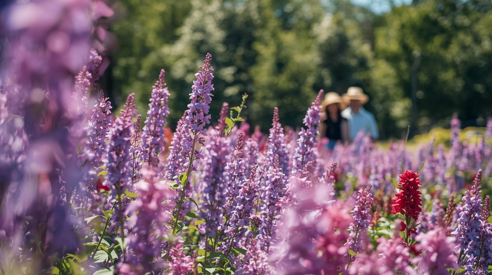 Lavendelfeld mit blühenden lila Blumen und unscharfen Figuren im Hintergrund.