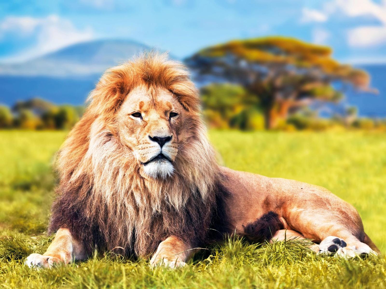 Löwe entspannt sich majestätisch in der Savanne von Kenia, perfekte Safariatmosphäre.