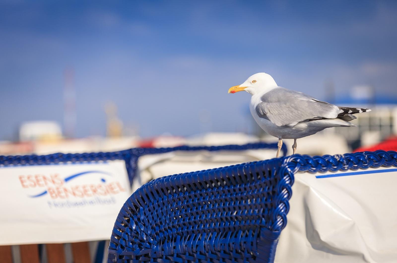 Möwe sitzt auf blauem Strandkorb bei sonnigem Wetter in Bensersiel, Deutschland.
