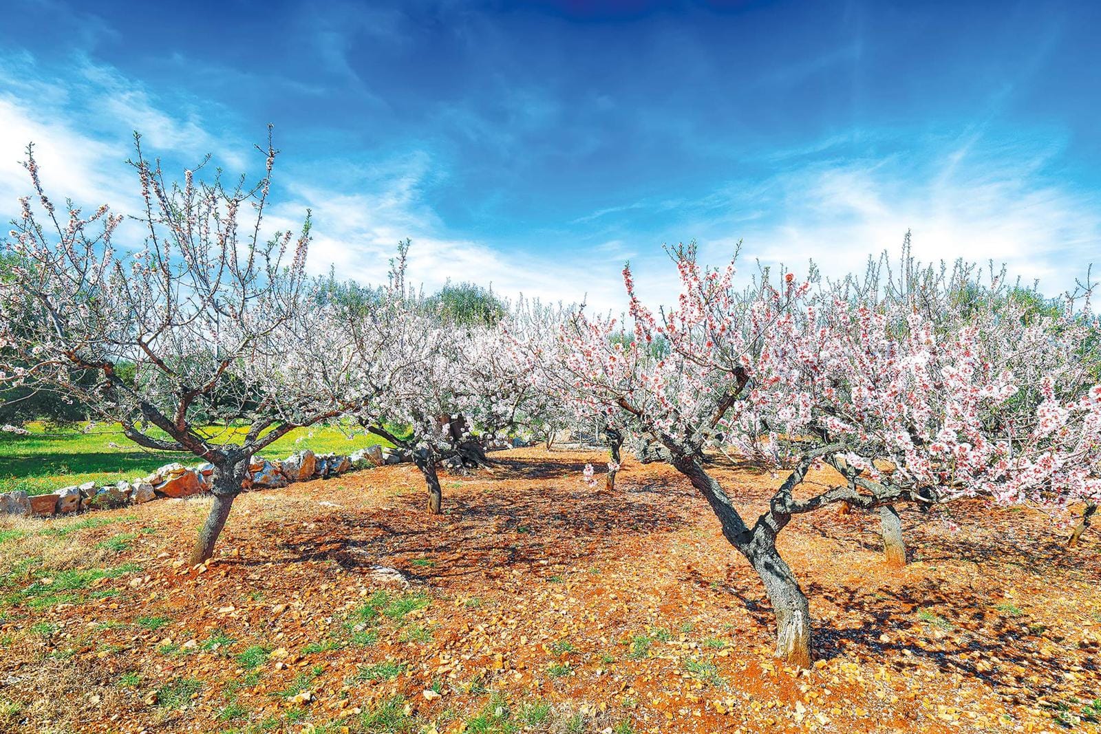 Blühende Mandelbaumplantage unter klarem, blauem Himmel in sonniger Landschaft.