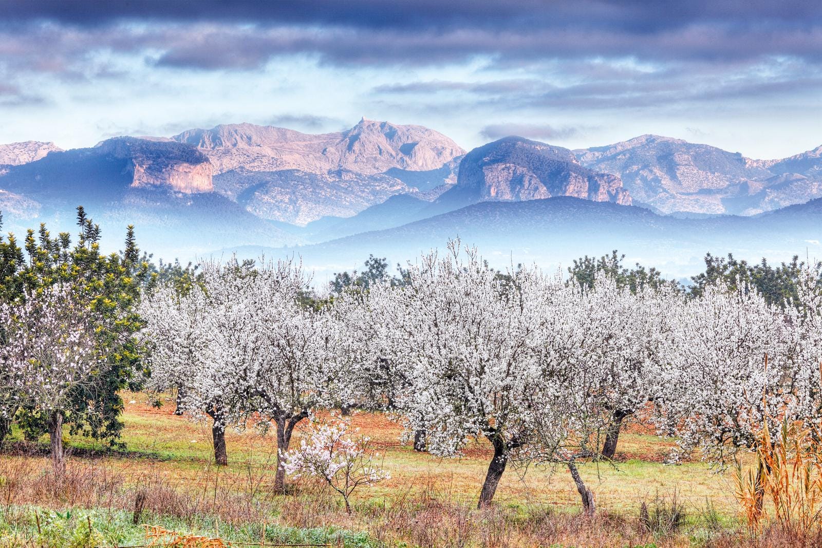 Blühende Mandelbäume vor der Serra de Tramuntana auf Mallorca, bei bewölktem Himmel.