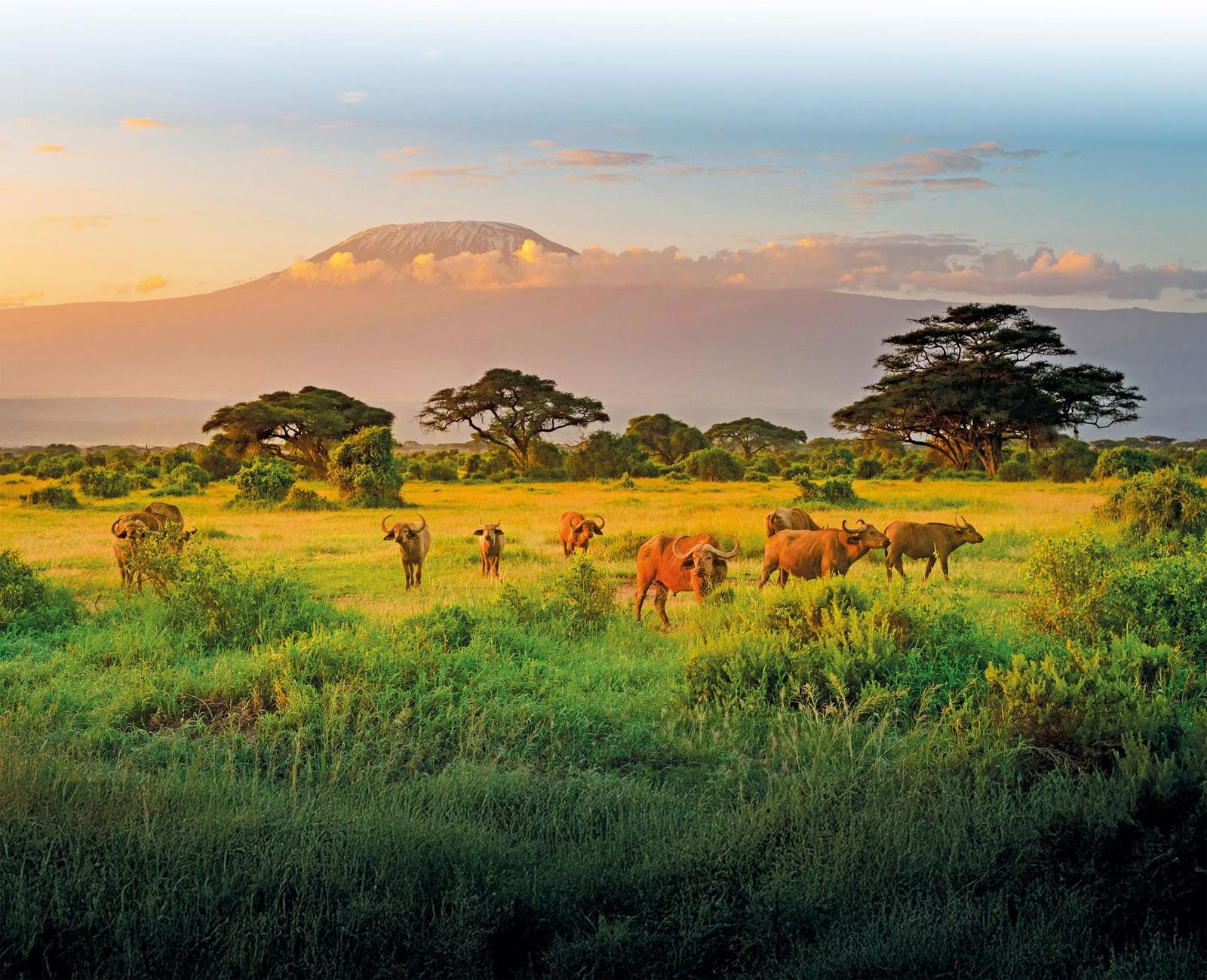Büffel grasen vor dem majestätischen Kilimandscharo in Tansania bei Sonnenaufgang.
