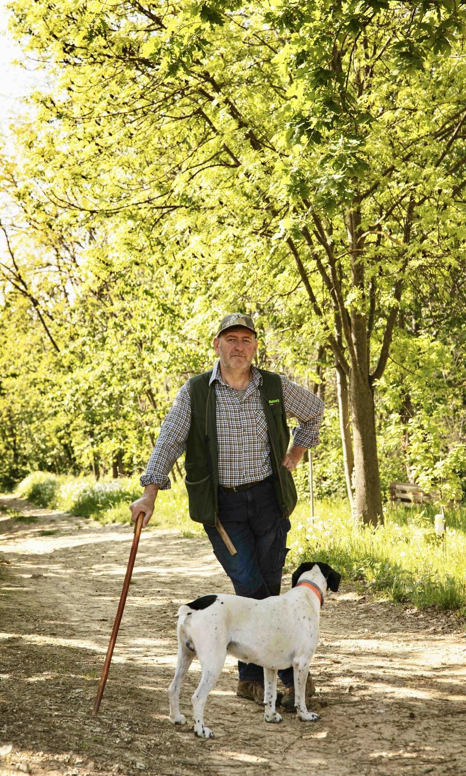 Mann mit Hund im sonnigen, grünen Wald auf einem Spazierweg.
