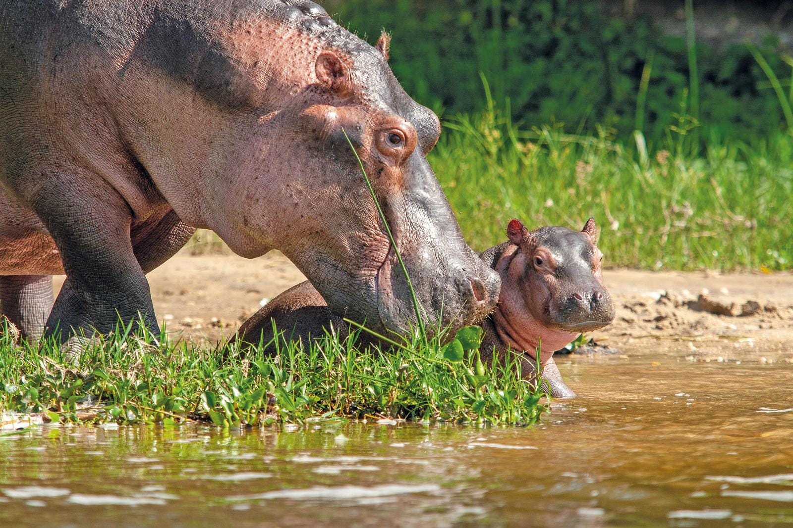 Flusspferde an einem Ufer in Afrika genießen die Sonne in ihrer natürlichen Umgebung.