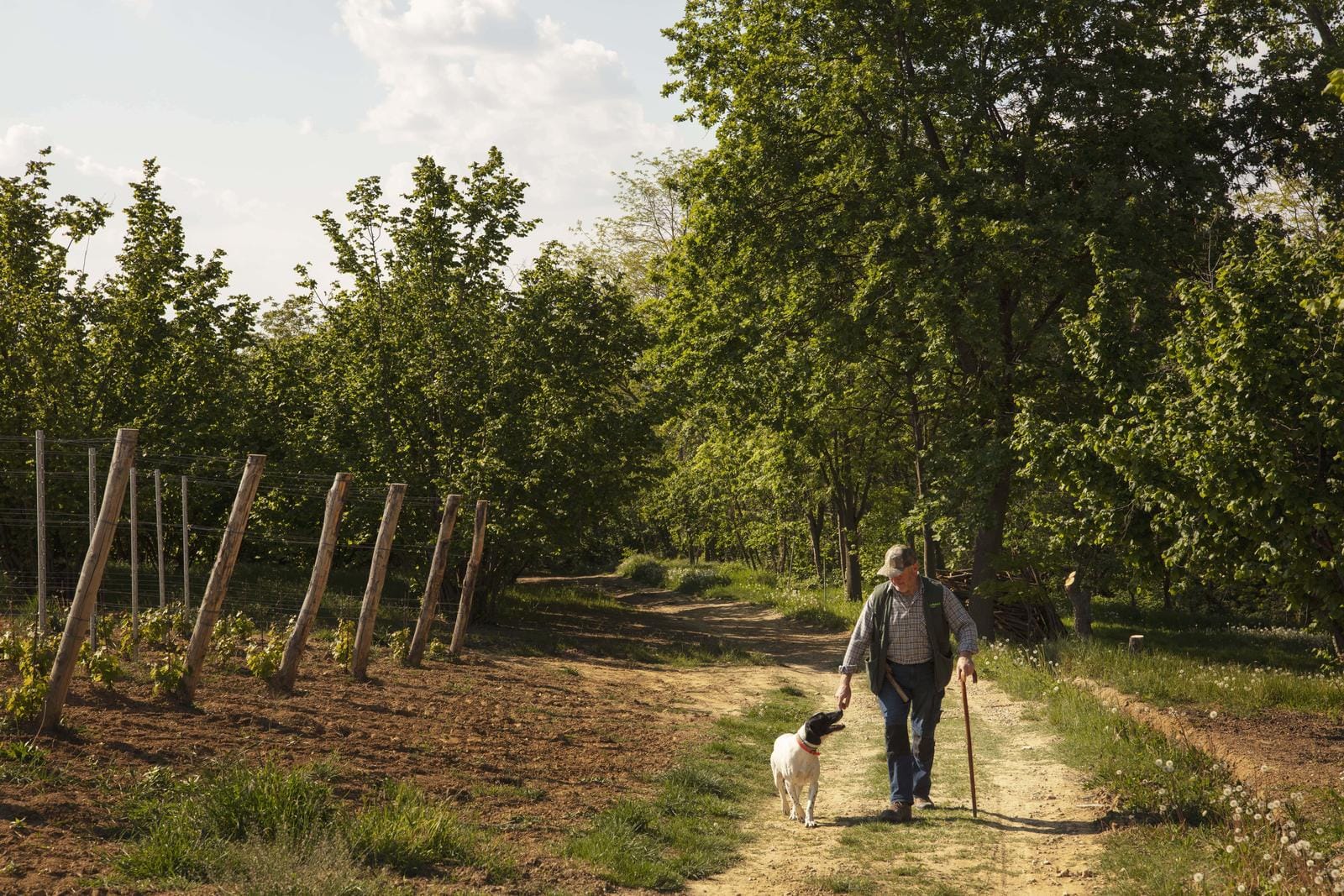 Mann und Hund spazieren auf einem Waldweg, umgeben von grünen Bäumen und Zäunen.