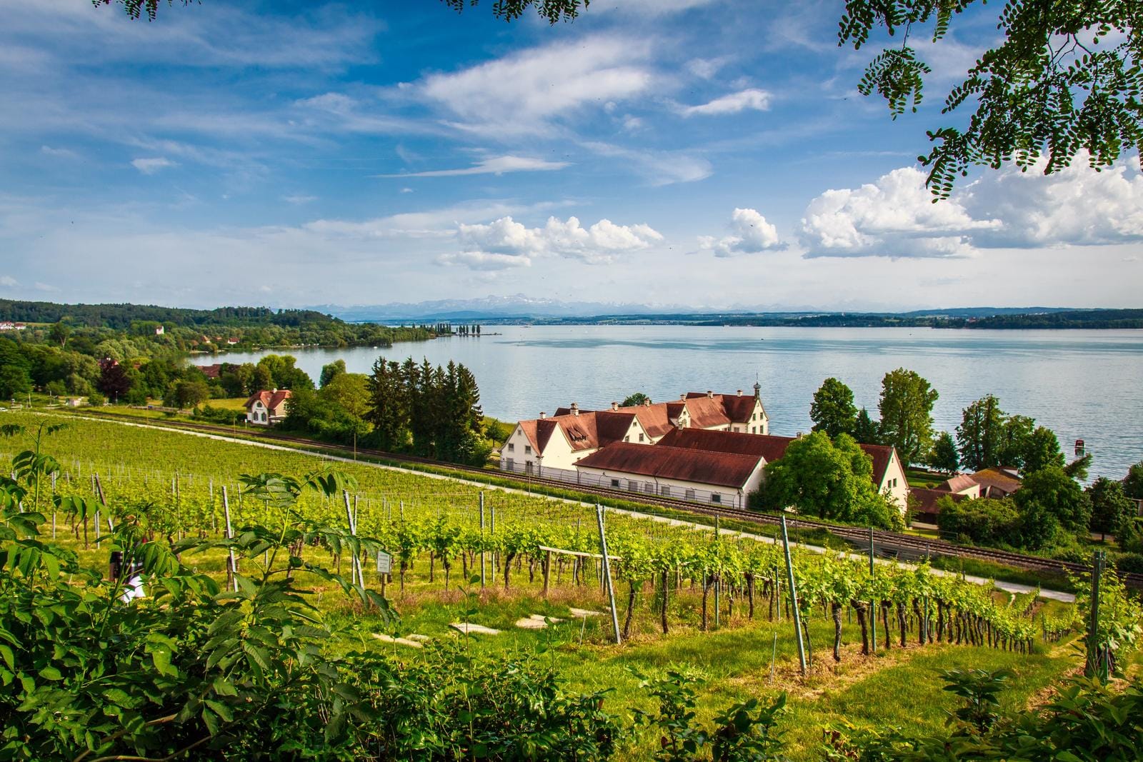 Birnau Weinreben