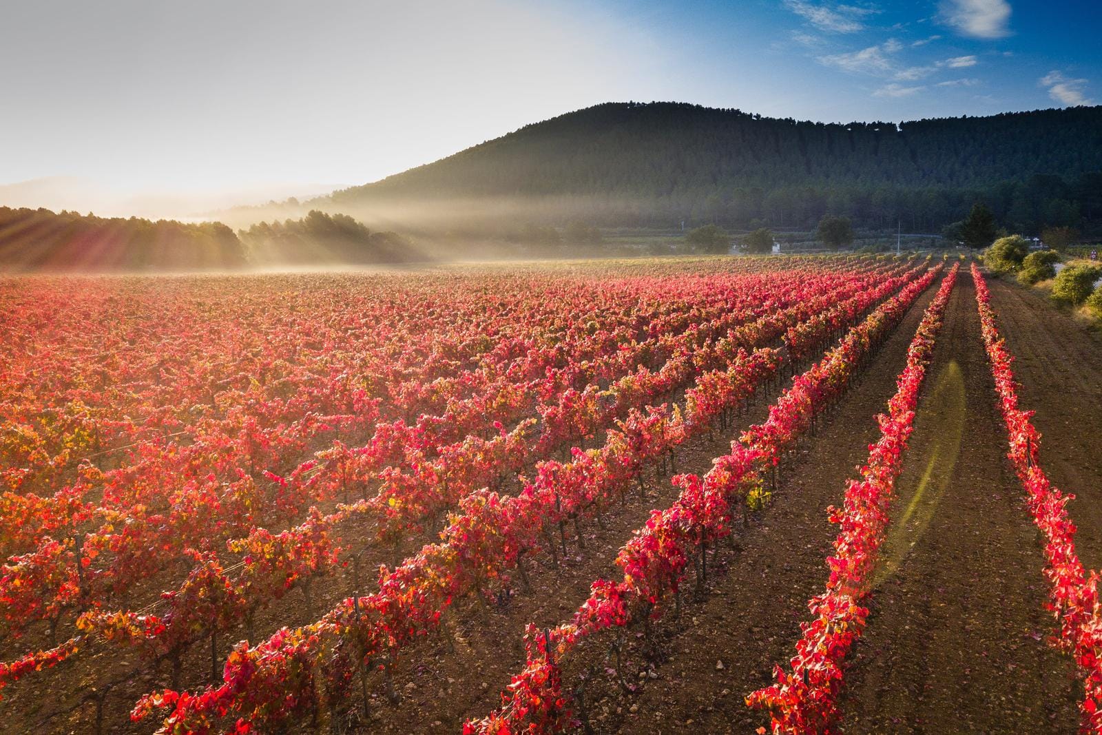Rot gefärbtes Weinbergfeld im Morgenlicht vor bewaldetem Hügel.