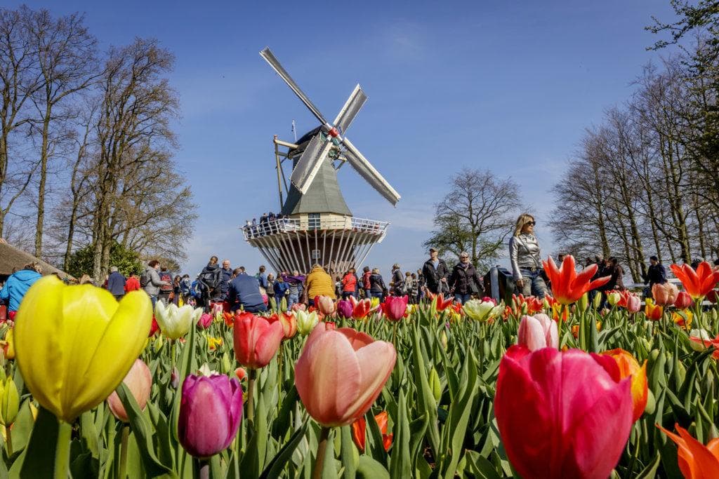 Blütenpracht und Gassenflair: Alkmaar & Keukenhof