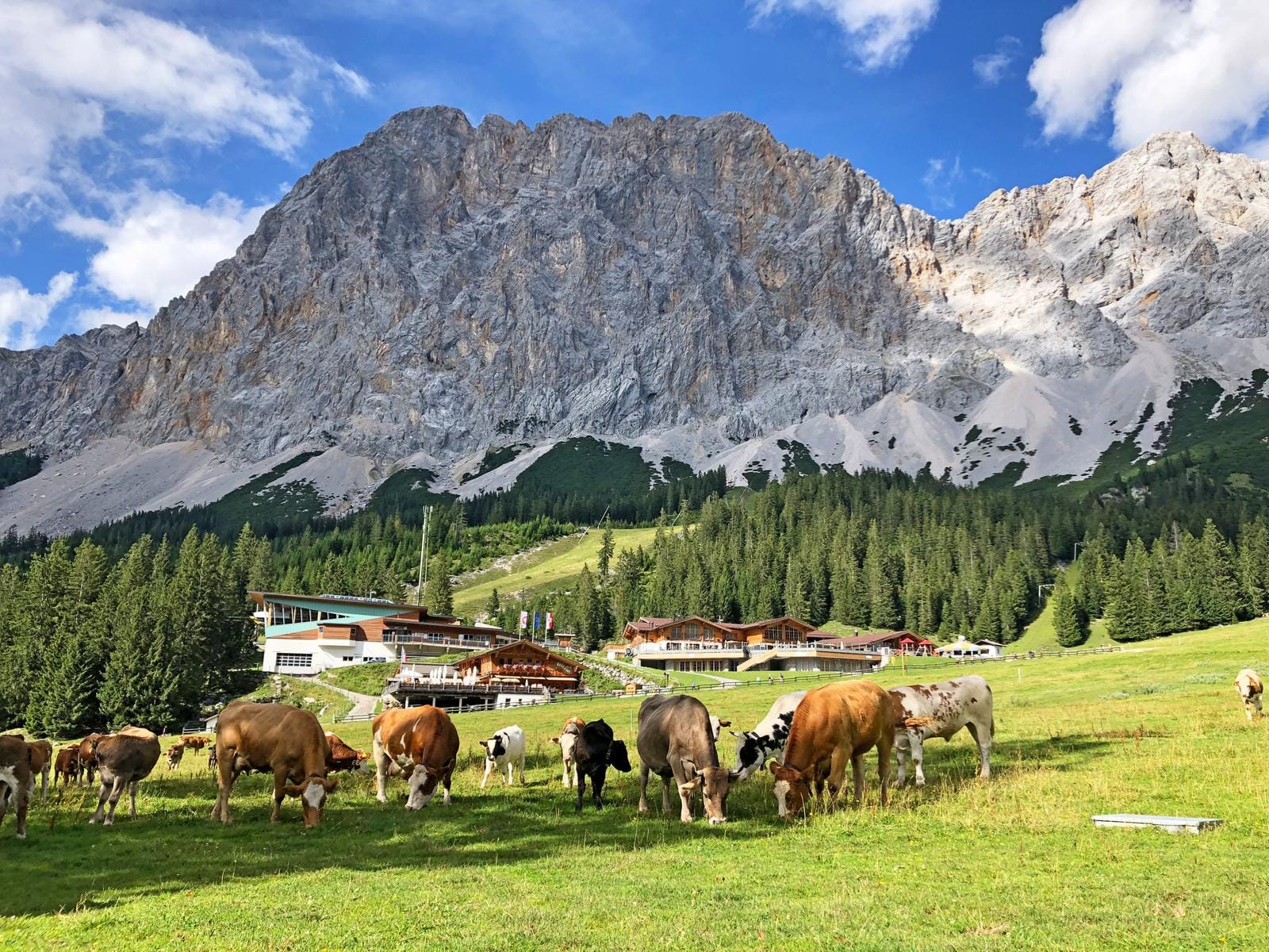 Berglandschaft, Kühe grasen vor beeindruckendem Felsmassiv.
