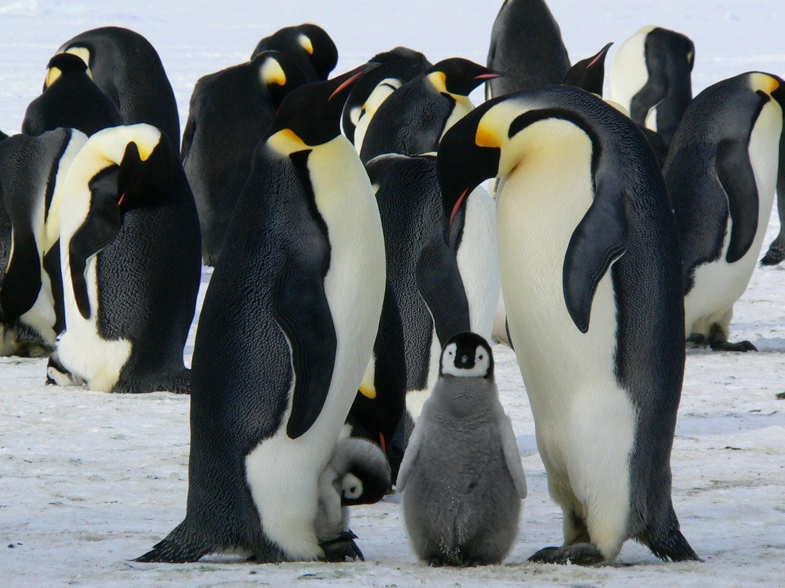 Kaiserpinguine mit Küken in einer verschneiten Antarktis-Landschaft.