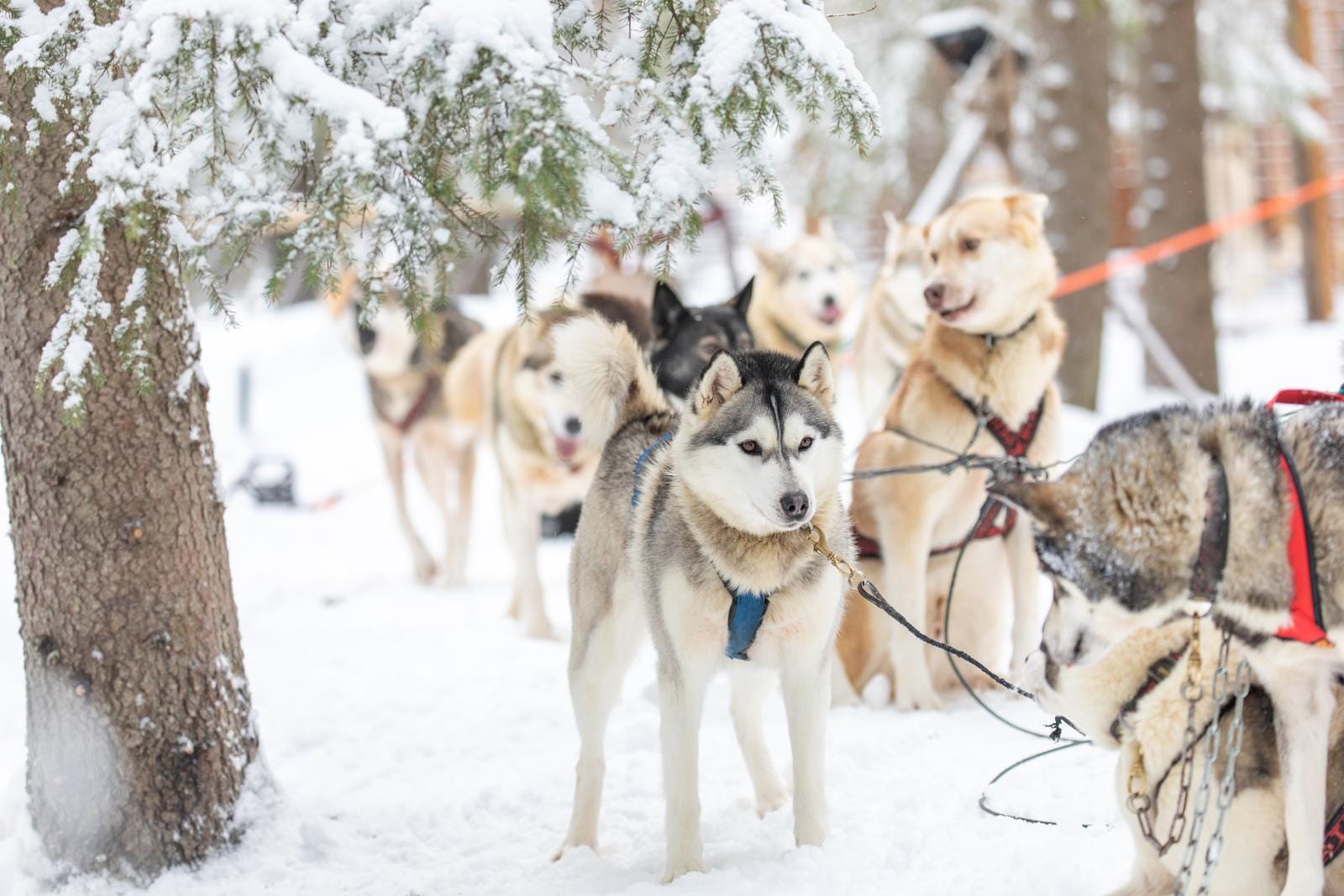 Huskys im verschneiten Winterwald, angeleint für Hundeschlittenfahrt.