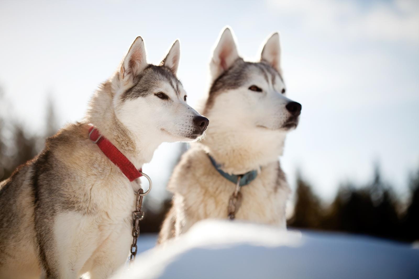 Zwei Huskys im Schnee, einer mit rotem, der andere mit blauem Halsband, klarer Himmel.