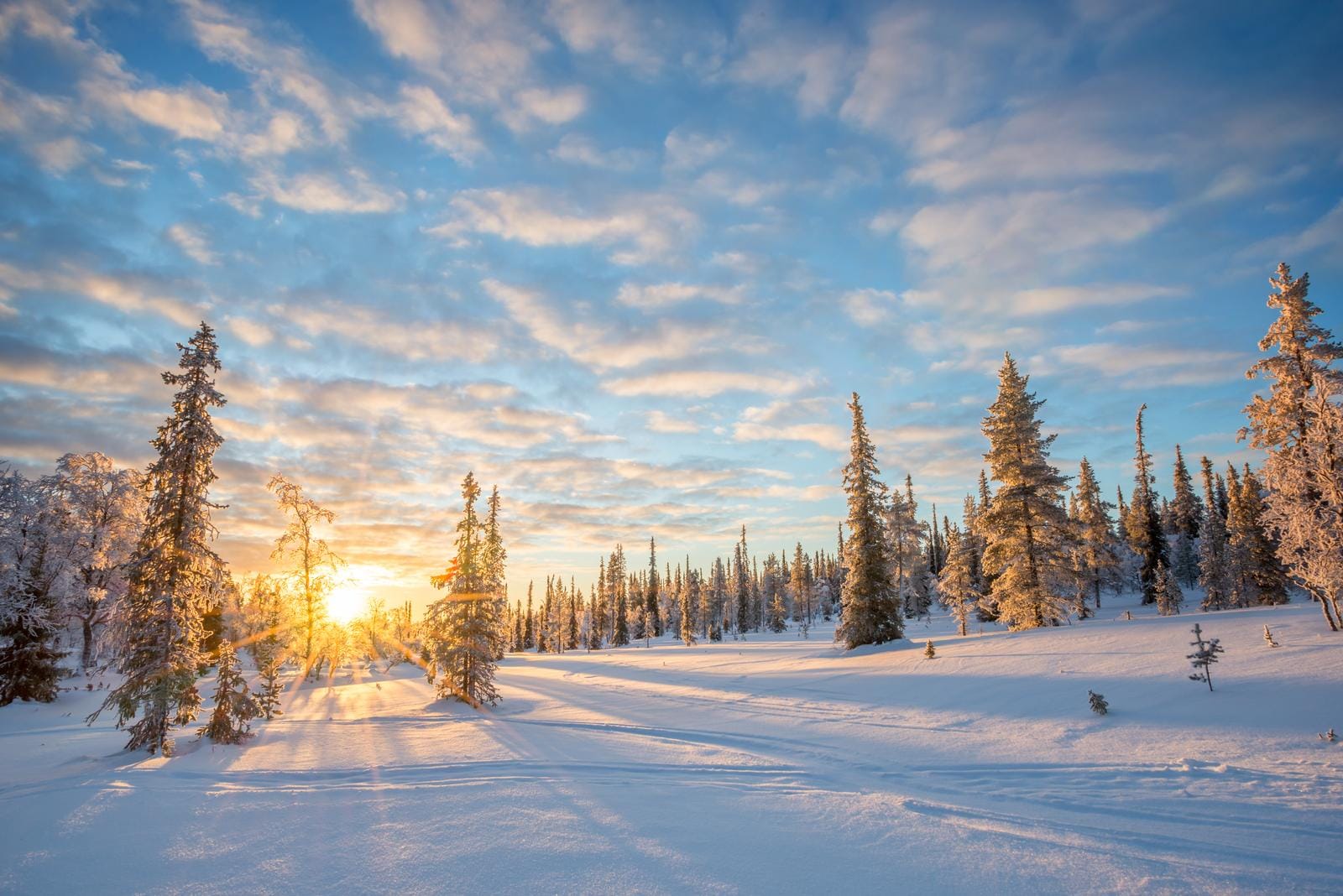 Verschneite Winterlandschaft mit Sonnenuntergang, Kiefern und blauem Himmel in Lappland.