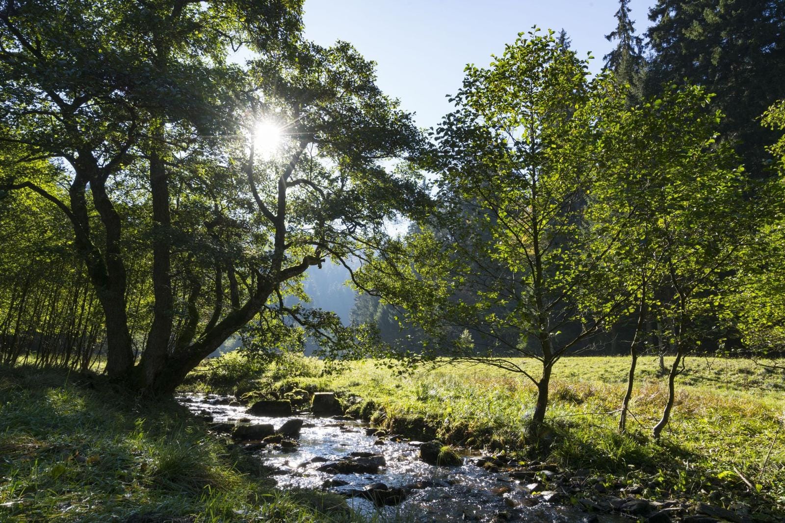 Sonnendurchflutetes Waldstück mit Bachlauf und grünen Bäumen.